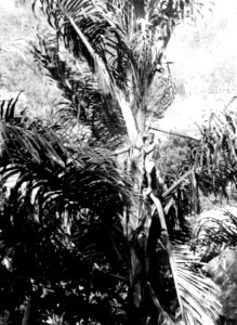 Sockerpalm (Arenga Saccarifora) ur vilken infödingarna tappa sitt palmvin - SMVK - 000332