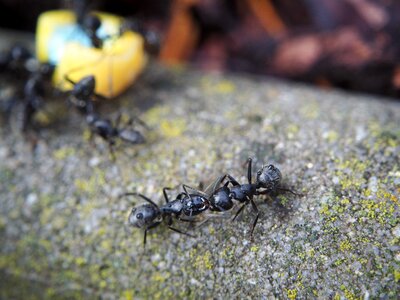 Insect nature close up
