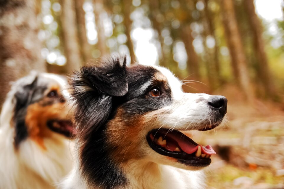 Australian shepherd domestic animal sheepdog