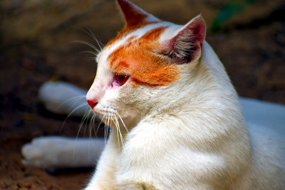 Pet animal relaxing
