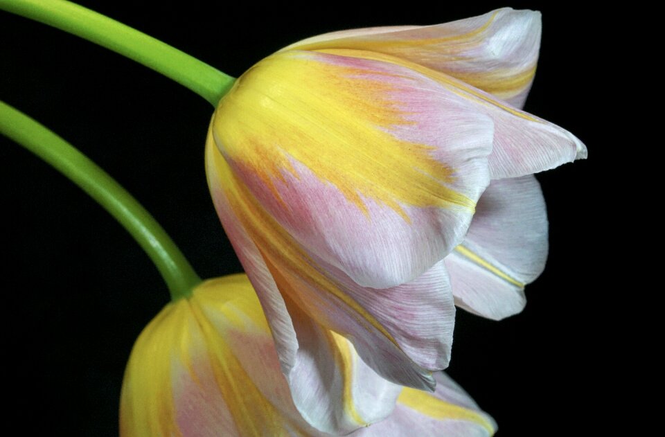 Flower nature plant