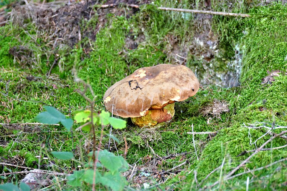 Weathered nature forest floor