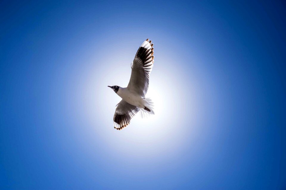 Seagull of the tunicondoriri