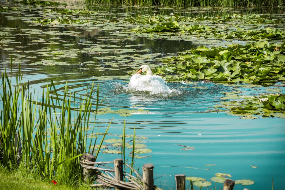 Lake background isolated