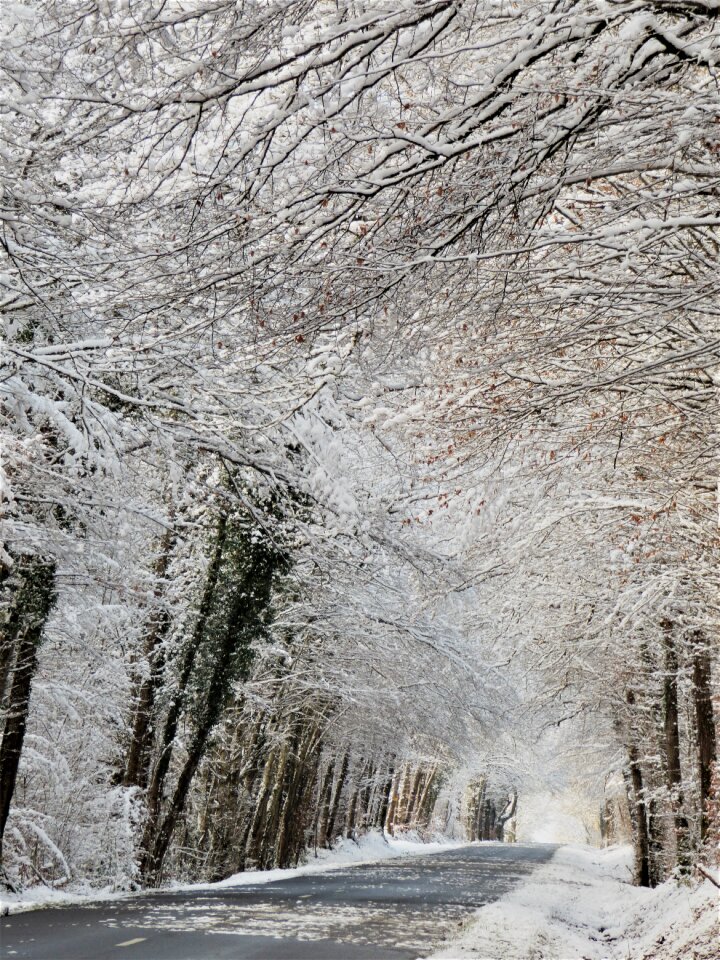 Snow frost trees