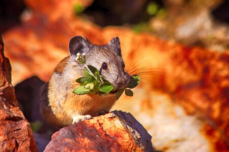 Rodent cute nature photo
