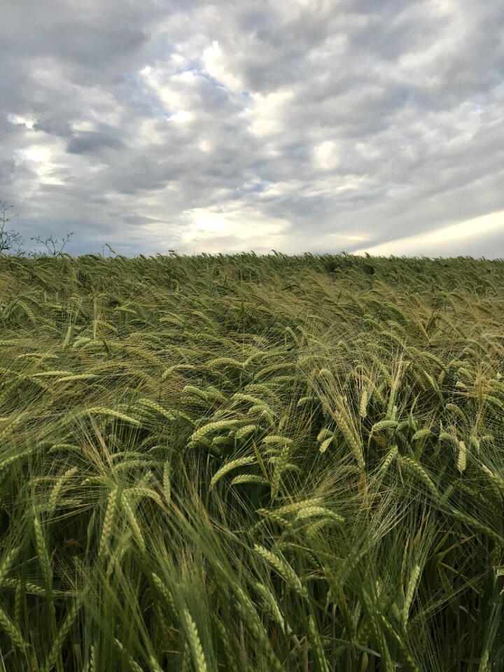 Cornfield field wheat field