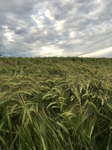 Cornfield field wheat field