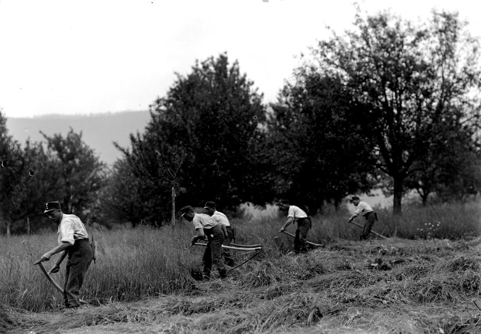 Soldaten beim Mähen des Heugrases - CH-BAR - 3238640