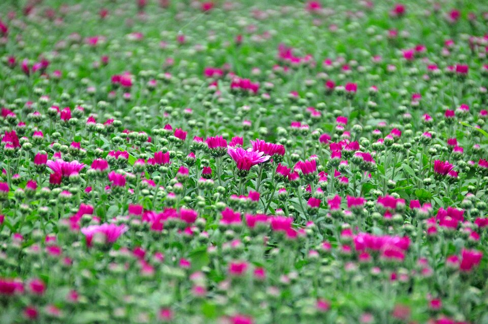 Plant leaf plants mood