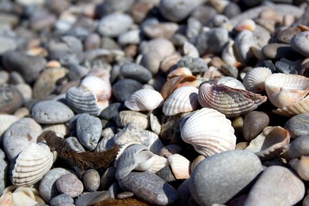 Sea vacations seashell photo