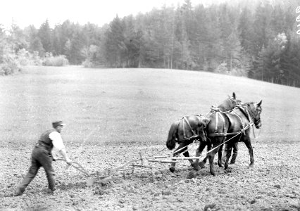 Soldaten beim Pflügen - CH-BAR - 3238546
