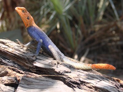Desert exotic fauna