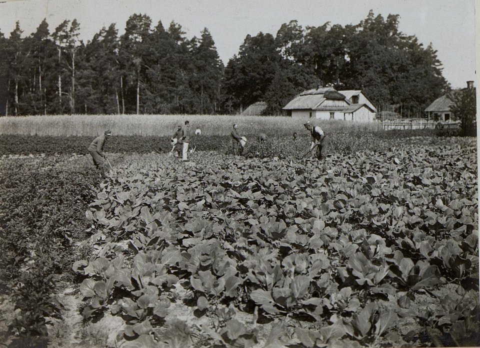 Soldaten beim Gemüsebau in Podomanastyrek (BildID 15446773)