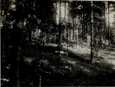 Soldatengräber im Walde von Strzegowa. (BildID 15538312)