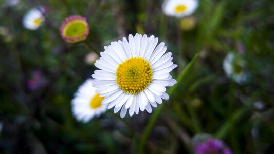 Flower summer season