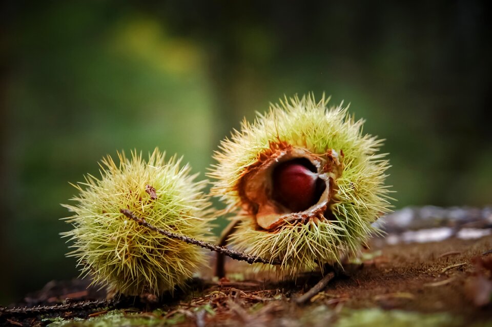 Chestnut tree shell thorny