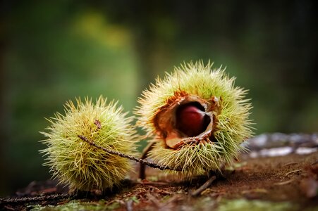 Chestnut tree shell thorny photo
