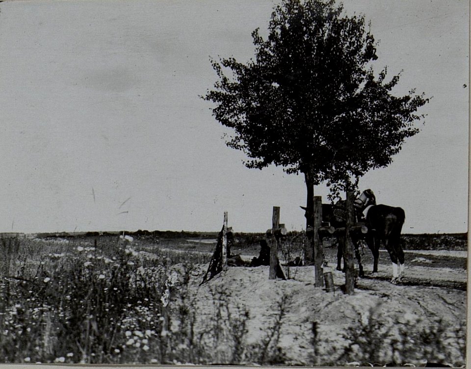 Soldatengräber in Cholopieczy (BildID 15456346)