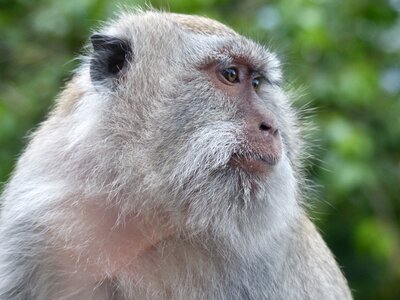 Monkey primate fauna