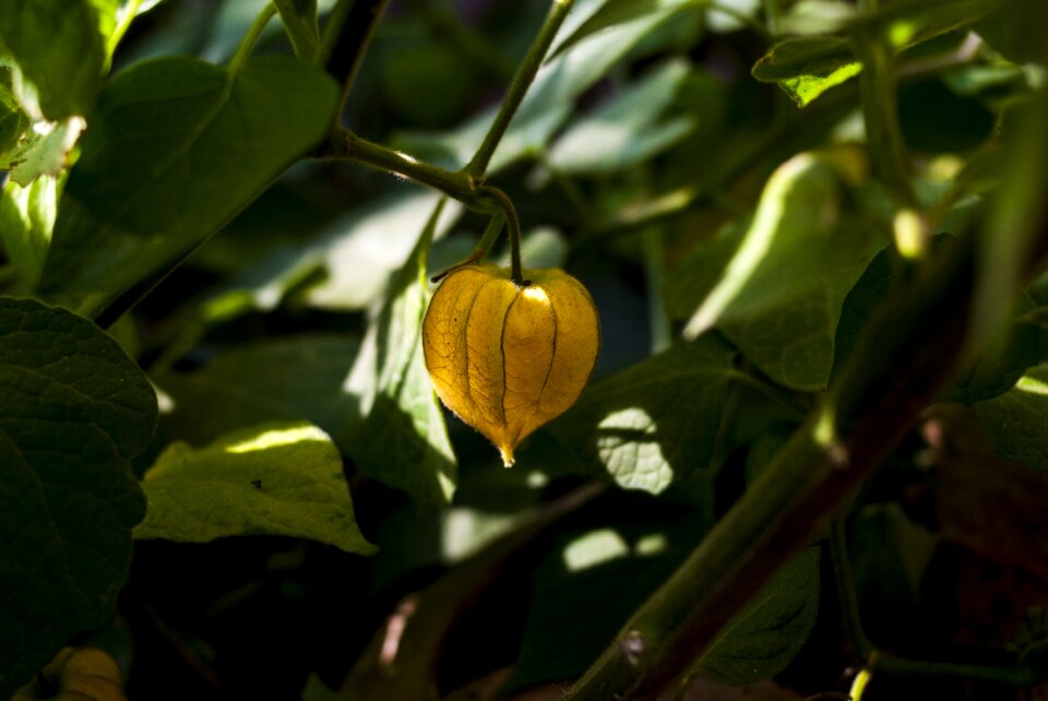 Nature fruit plant