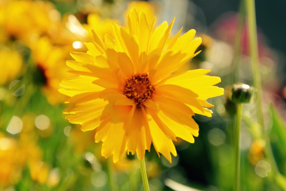 Nature bouquet summer flowers