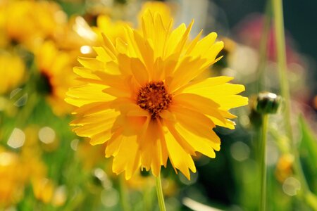 Nature bouquet summer flowers