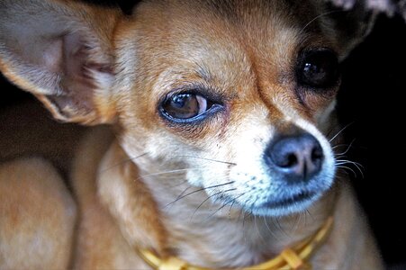 View snout pet