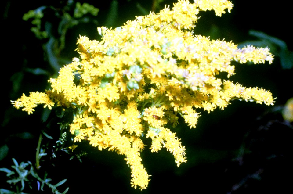 Solidago gigantea NRCS-1