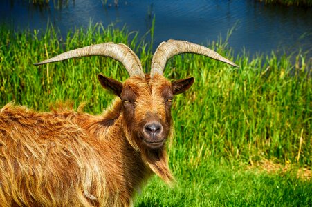 Billy-goat animal ram photo