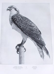 Solomirsky D. Atlas oiseaux d'Europe 37