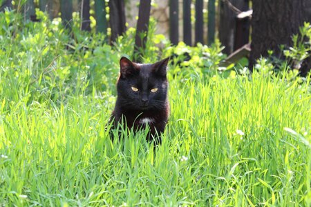 Animals muzzle cat cat eyes