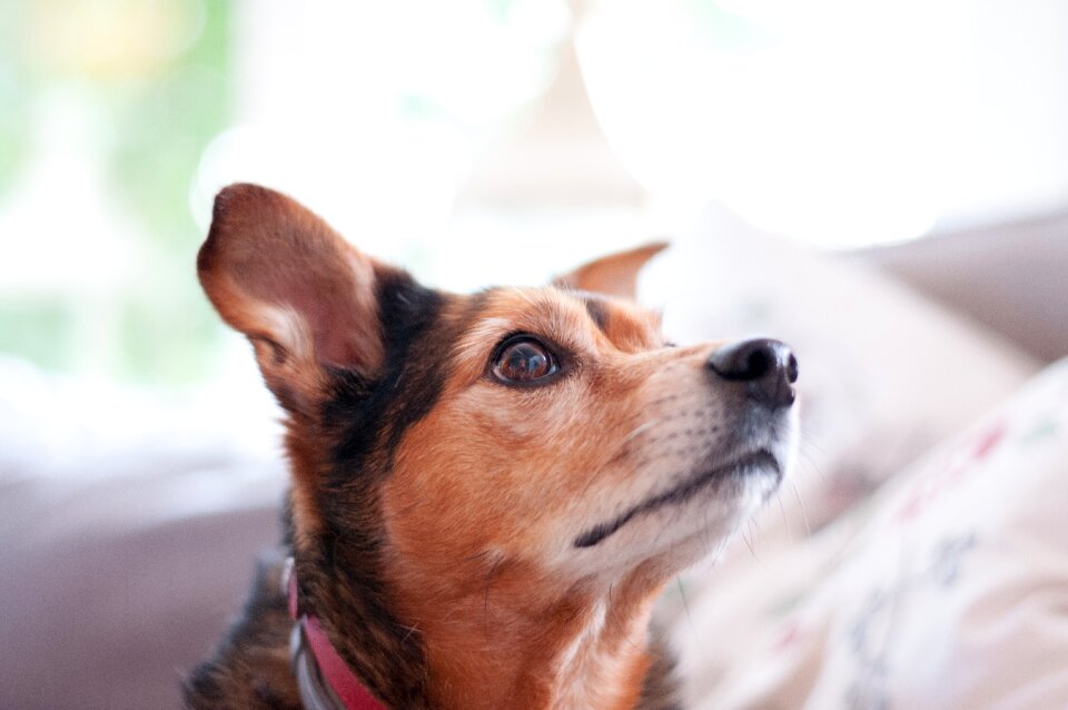 Canidae animal kingdom pet