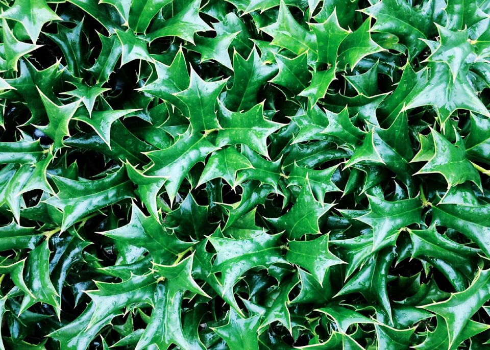 Nature green season