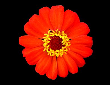 Red and yellow flower garden black background