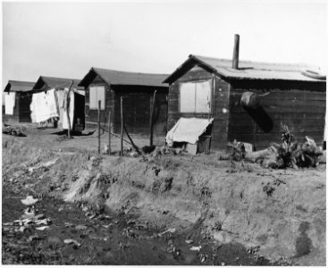South of Eloy, Pinal County, Arizona. Grower's camp. Irrigation ditch at edge of camp becomes the re . . . - NARA - 522025