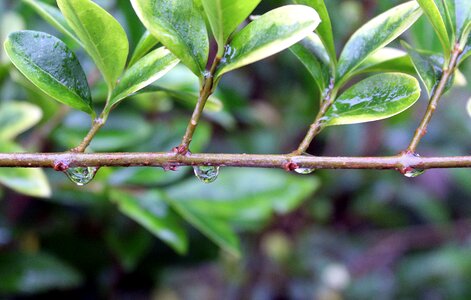 Rain drops wet tree