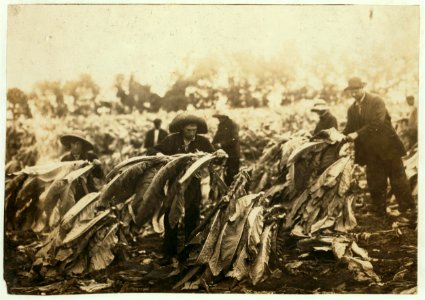 Spiking tobacco on Lowe farm. Roland 13 and Bush 14 years old will go to Pretty Run School in a week or two, when tobacco is all in. It is a school day and school began 2 months ago. Boys LOC nclc.00531
