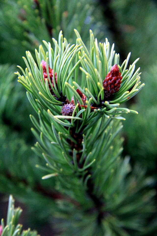 Tree plants evergreen christmas