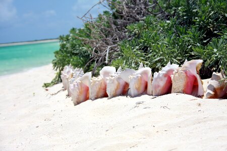 Sea sun conch