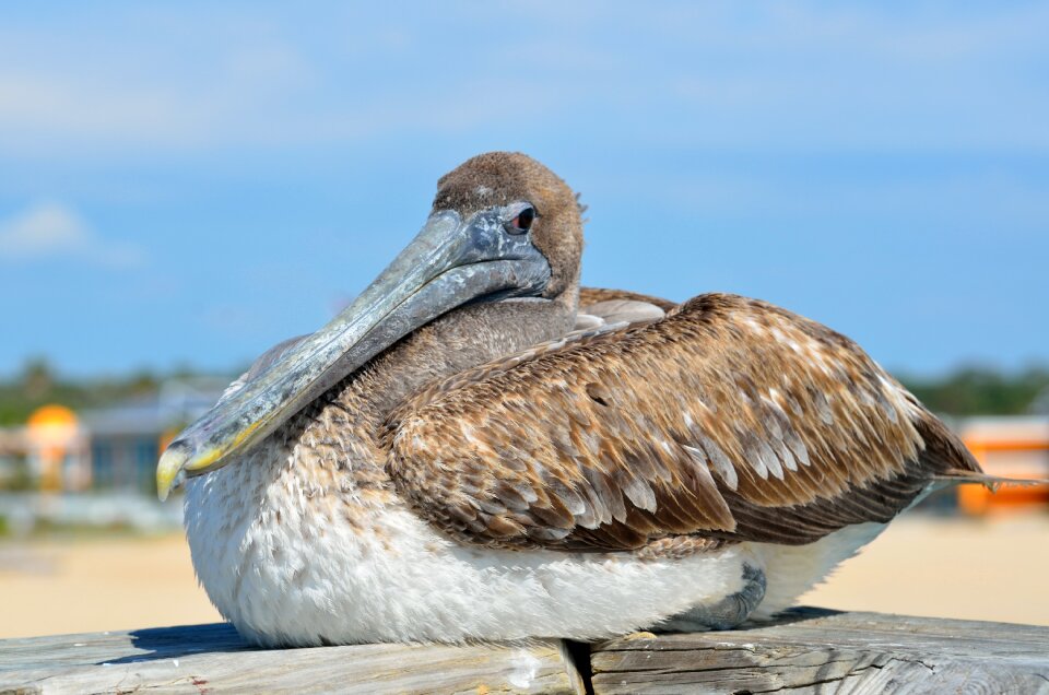 Wildlife animal outdoors