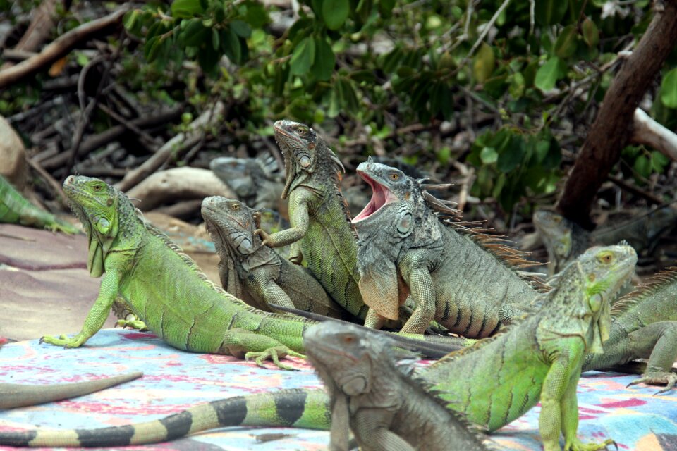 Green exotic reptile