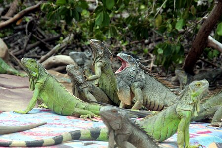Green exotic reptile
