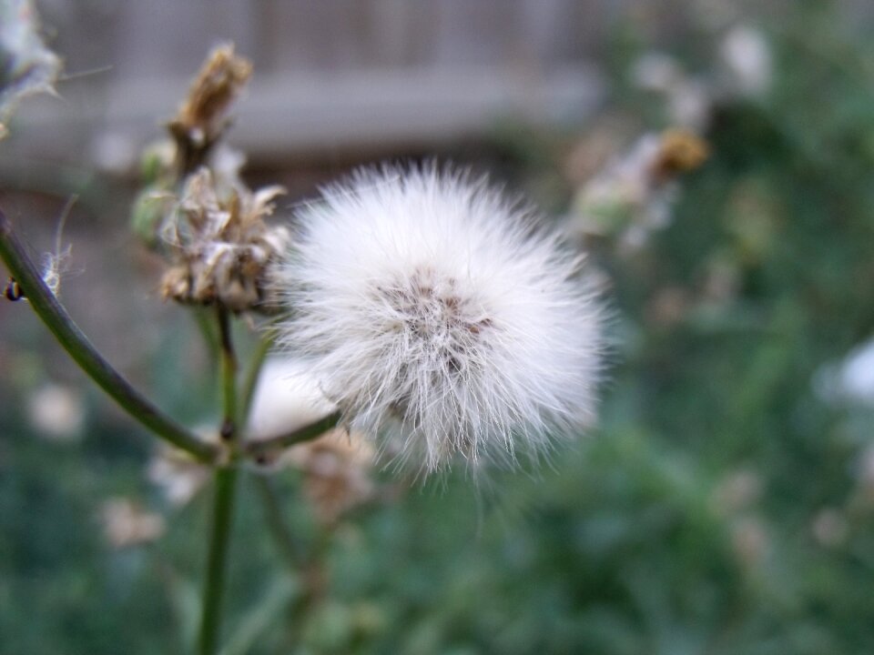 White fluff blowing
