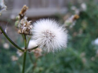 White fluff blowing