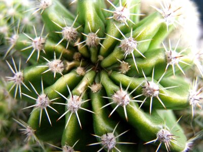 Succulent pattern cacti photo