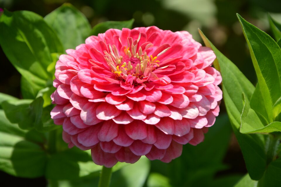 Plant pale pink pink flowers photo