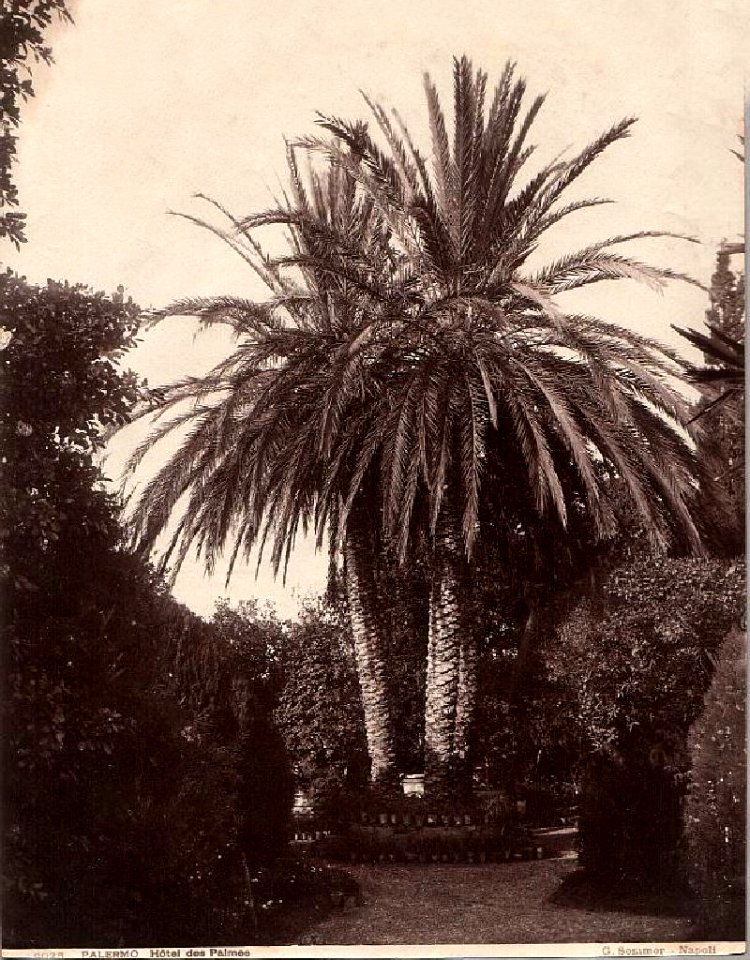 Sommer, Giorgio (1834-1914) - n. 9025 - Palermo - Hotel des Palmes