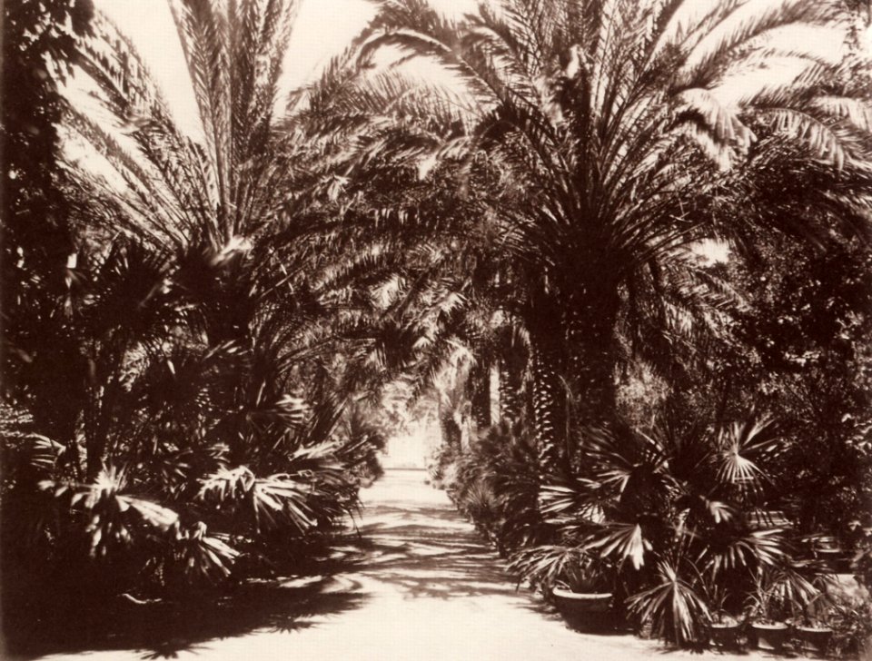 Sommer, Giorgio - Palermo, botanischer Garten (Zeno Fotografie)