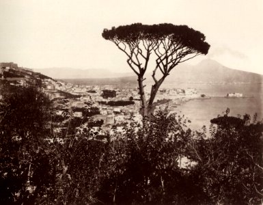 Sommer, Giorgio - Panorama vom Vomero mit Kiefer (Zeno Fotografie)